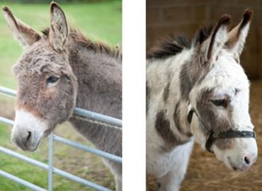 Isle of Wight Donkey Sanctuary