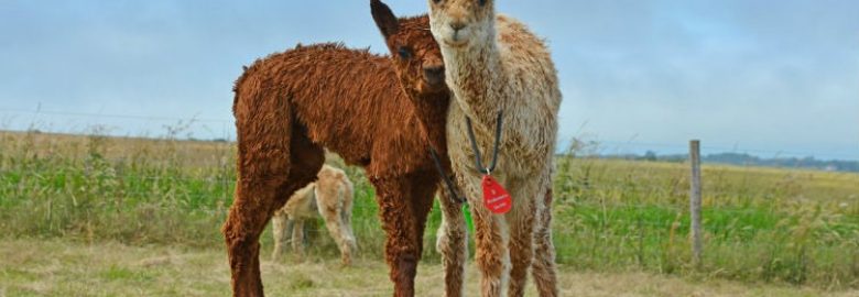 West Wight Alpacas & Llamas