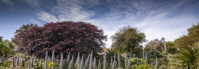 Ventnor Botanic Garden