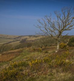 National Trust – Ventnor Downs