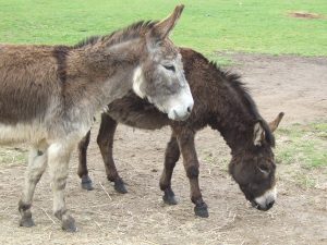 The Isle of Wight Donkey Sanctuary