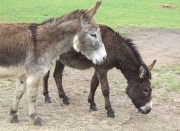 Isle of Wight Donkey Sanctuary